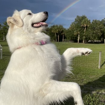 Sit Means Sit - Pet Training Near Me - Bonita Springs, Florida Sit Means Sit - Pet Training Near Me - Bonita Springs, Florida