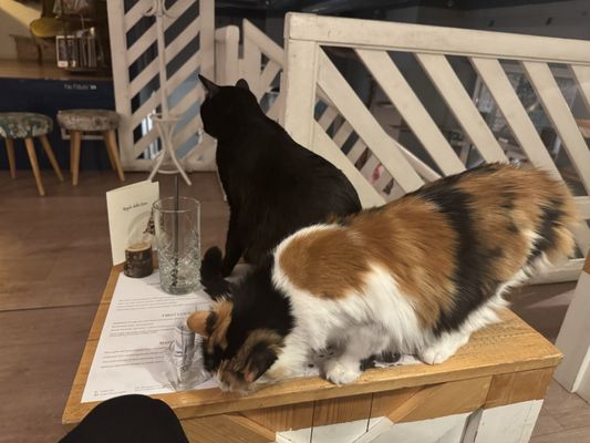 Romeow Cat Bistrot by null