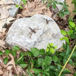 Angel Mounds State Historic Site - Dragonfly Mounds