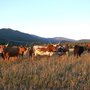 Photo of El Dorado Cattle Co.