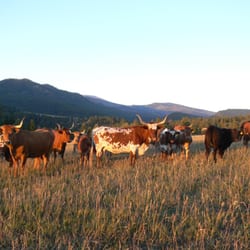 El Dorado Cattle Co. - All Natural Longhorn Beef