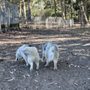 Photo of Dog Runs at Golden Gate Park