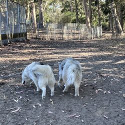 Dog Runs at Golden Gate Park