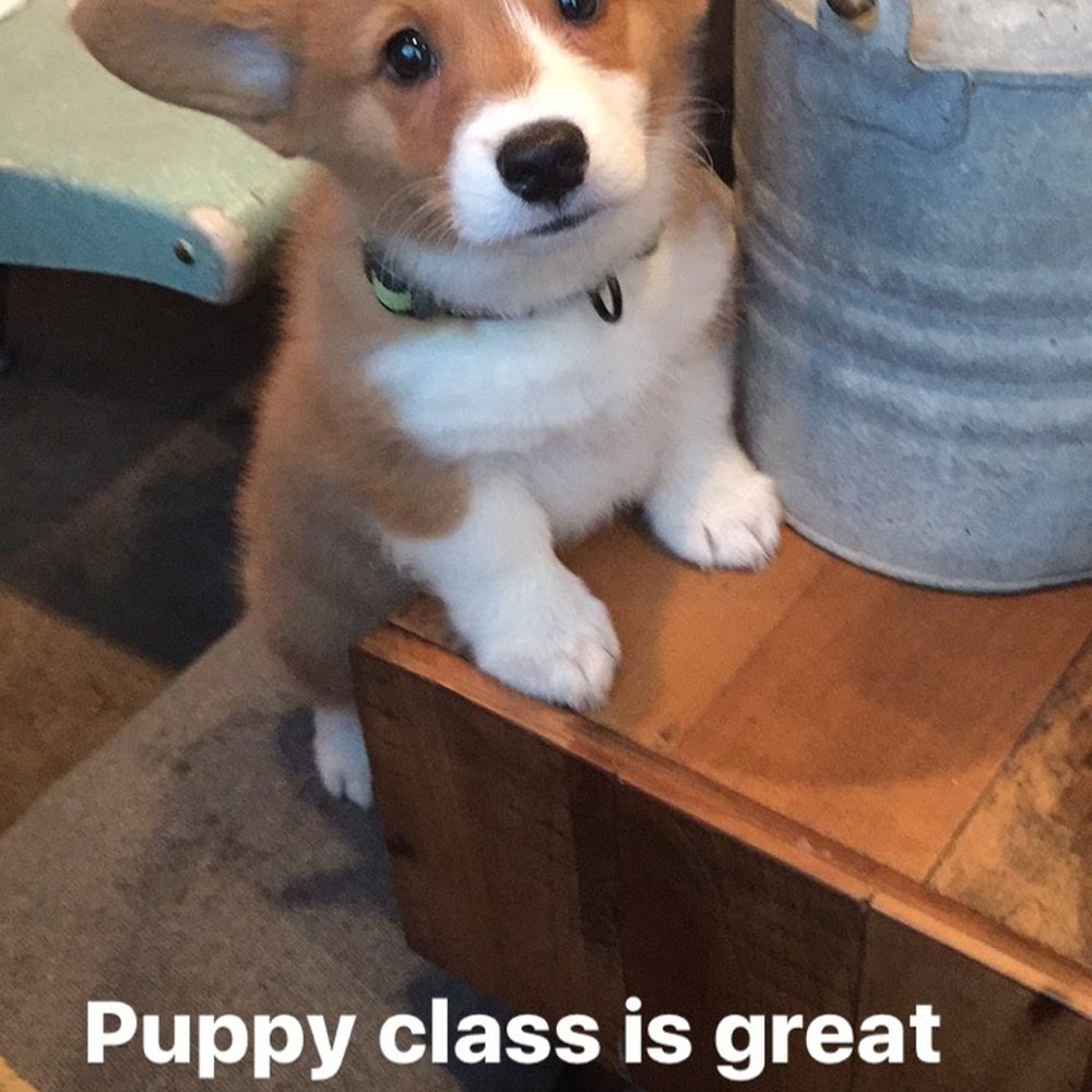 Karma Dog Training - Pet Training Near Me - San Marcos, Texas