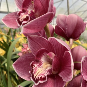 The Flower Fields - Venues & Event Spaces Near Me - Carlsbad, California