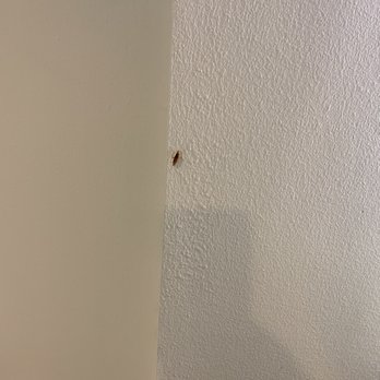 Margaritaville Resort Biloxi - Roach in bathroom - Resorts Near Me - Biloxi, Mississippi Margaritaville Resort Biloxi - Roach in bathroom - Resorts Near Me - Biloxi, Mississippi