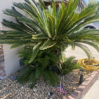 Henriquez Tree Service - Before photo - Tree Services Near Me - Bakersfield, California Henriquez Tree Service - Before photo - Tree Services Near Me - Bakersfield, California