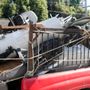 Charly Junk Removal and Landscaping