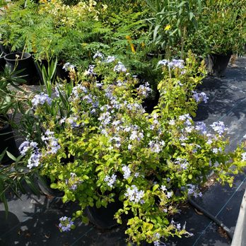 Sierra Vista Growers - Nurseries & Gardening Near Me - Anthony, New Mexico