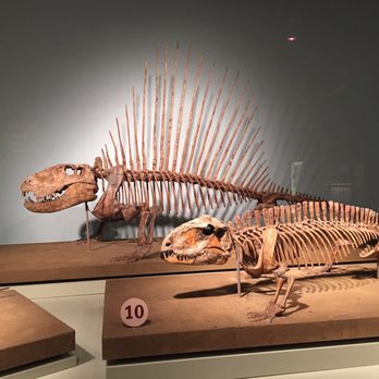 Field Museum - Museums Near Me - Chicago, Illinois Field Museum - Museums Near Me - Chicago, Illinois