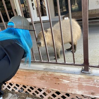 Phoenix Herpetological Society - Moments before I was allowed to pet my first Capybara. - Community Service/Non-Profit Near Me