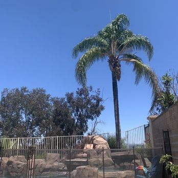 Ortega's Jr Tree Service - Before - Tree Services Near Me - Riverside , California