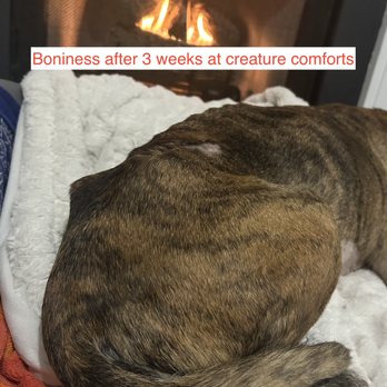 Creature Comforts Inn - Pet Sitting Near Me - Durham, North Carolina Creature Comforts Inn - Pet Sitting Near Me - Durham, North Carolina