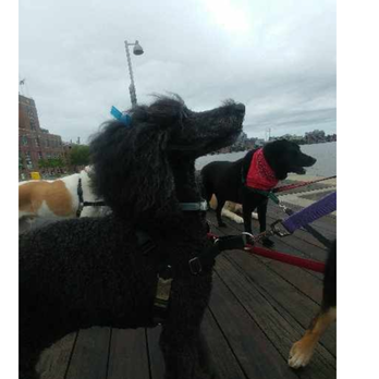 Dog Fam - Dog Walkers Near Me - Baltimore, Maryland