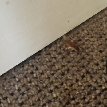La Casa Hotel - Yet another uninvited guest. Cockroach and mosquito haven here. YOU DON'T WANT TO BRING THESE BACK HOME WITH YOU. - Resorts Near Me - Fort Lauderdale, Florida La Casa Hotel - Yet another uninvited guest. Cockroach and mosquito haven here. YOU DON'T WANT TO BRING THESE BACK HOME WITH YOU. - Resorts Near Me - Fort Lauderdale, Florida
