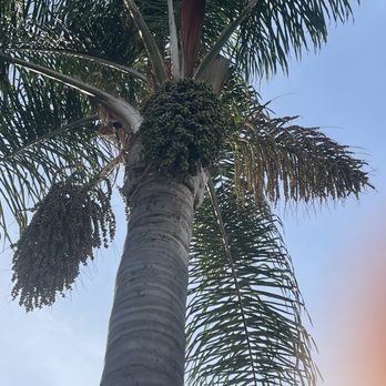Master Tree Services - Before - Tree Services Near Me