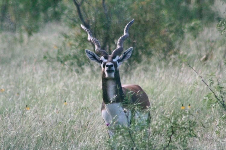 DEL VENADO RANCH Updated June 2024 12735 Treadwell Ln, Fort