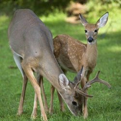 Kamen Tree & Turf - We offer an effective and responsible tick control program to greatly reduce the risk of Lyme Disease and other tick born illnesses.