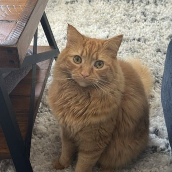 Paws 4 Jager - Can i get some cat treats.... Please - Pet Transportation Near Me Paws 4 Jager - Can i get some cat treats.... Please - Pet Transportation Near Me
