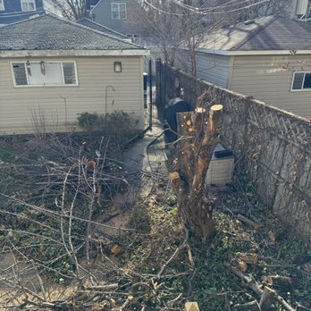 Iron Woodman - Tree Services Near Me