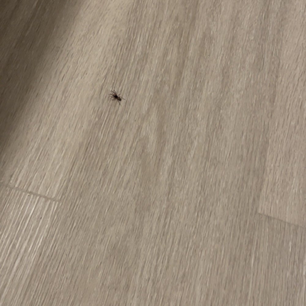 The 24 - More spiders even after pest control visited - Apartments Near Me - Los Angeles, California The 24 - More spiders even after pest control visited - Apartments Near Me - Los Angeles, California