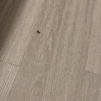 The 24 - More spiders even after pest control visited - Apartments Near Me - Los Angeles, California The 24 - More spiders even after pest control visited - Apartments Near Me - Los Angeles, California
