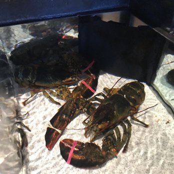 Red Lobster - Lobster swimming in tank - Seafood Near Me - Kissimmee, Florida Red Lobster - Lobster swimming in tank - Seafood Near Me - Kissimmee, Florida