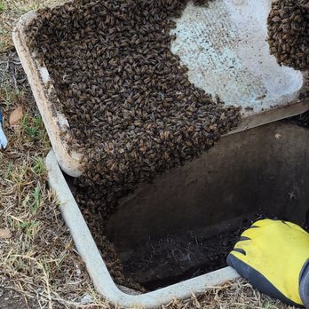 South Bay Bee Removal - Beginnings of what would've been a Beehive - Pest Control Near Me
