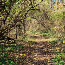 Kelley Nature Preserve - Woodsy Trail