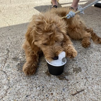 SoCo Sno - a dog chewing on a cup - Shaved Ice Near Me - College Station, Texas