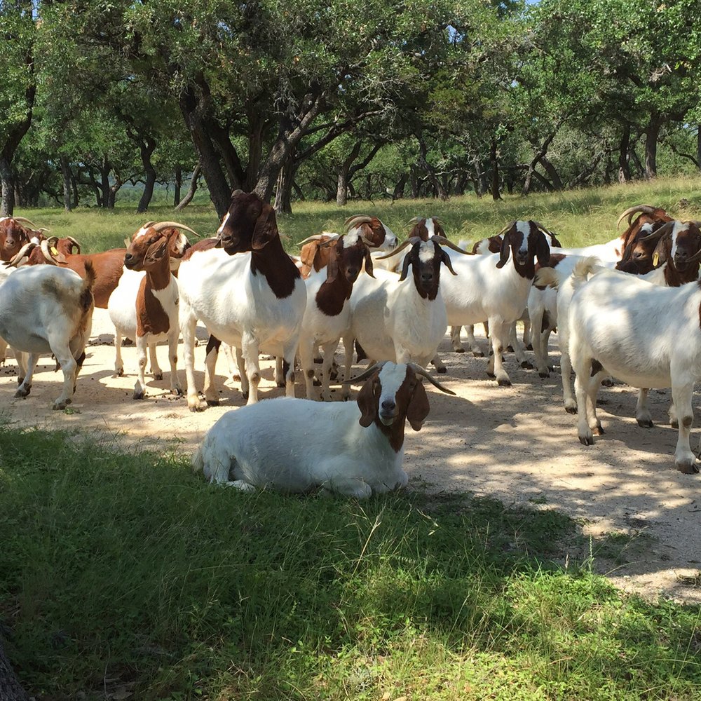 The Best 10 Bed & Breakfast near Gruene Hall in New Braunfels, TX Yelp