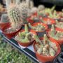 Photo of Oakland Nursery