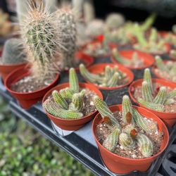Oakland Nursery in Dublin gift card