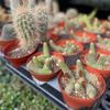 Oakland Nursery gift card