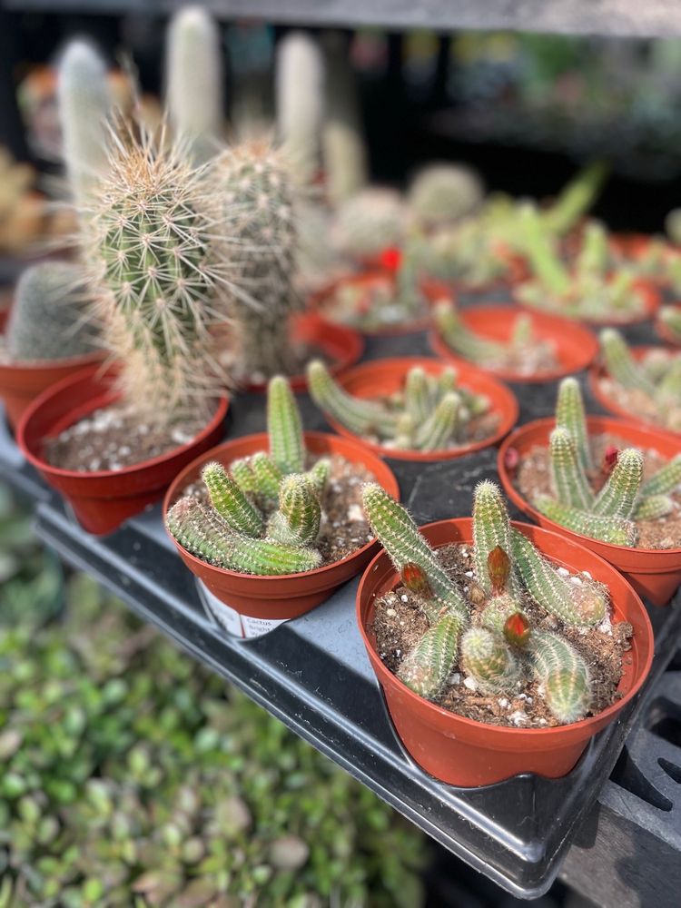 OAKLAND NURSERY Updated May 2024 55 Photos & 54 Reviews 4261 W