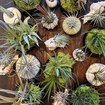 Moss Houseplants - Airplants! - Nurseries & Gardening Near Me - Boulder, Colorado Moss Houseplants - Airplants! - Nurseries & Gardening Near Me - Boulder, Colorado