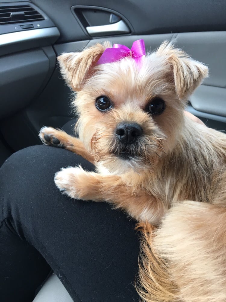 CLASSY PET GROOMING Updated July 2024 3818 S Jog Rd, Greenacres