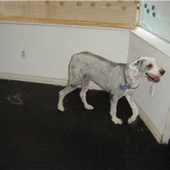 Doggy Styles Pet Services - Pet Groomers Near Me - Etobicoke, Ontario Doggy Styles Pet Services - Pet Groomers Near Me - Etobicoke, Ontario