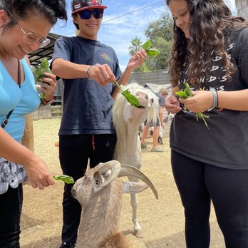 SoCalMiniPigs - Pet Breeders Near Me - Valley Center, California SoCalMiniPigs - Pet Breeders Near Me - Valley Center, California