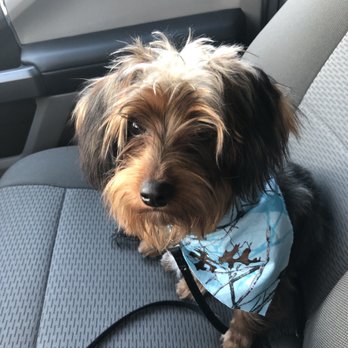 Paws Place Grooming - After the groomer. - Pet Groomers Near Me - Lakeside, California