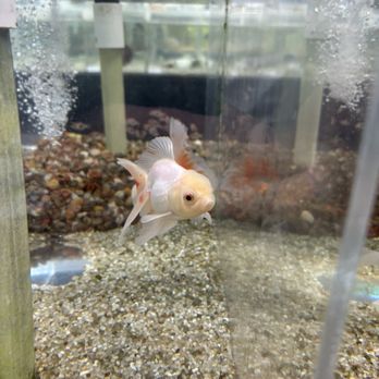 Fishy Business - Oranda Goldfish - Local Fish Stores Near Me - Longwood, Florida