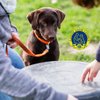 Dog Trainers Workshop and Boarding gift card