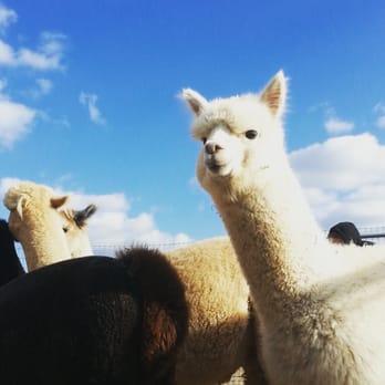Sabamba Alpaca Ranch & Retail - Sally teaches you how to interact with the Alpacas so they will come near you. - Ranches Near Me - De Pere, Wisconsin Sabamba Alpaca Ranch & Retail - Sally teaches you how to interact with the Alpacas so they will come near you. - Ranches Near Me - De Pere, Wisconsin