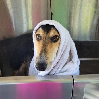 Filthy Gorgeous - Pet Groomers Near Me