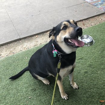 FM Kitchen & Bar - My doggo on the patio - Bars Near Me - Houston, Texas FM Kitchen & Bar - My doggo on the patio - Bars Near Me - Houston, Texas