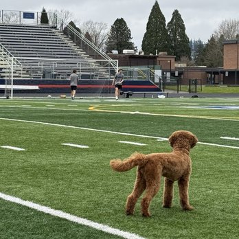 Doggy Amour Grooming - Pet Groomers Near Me - Tigard, Oregon