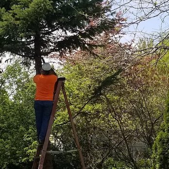 Bob's Tree Service - Tree Services Near Me - Butte Des Morts, Wisconsin Bob's Tree Service - Tree Services Near Me - Butte Des Morts, Wisconsin