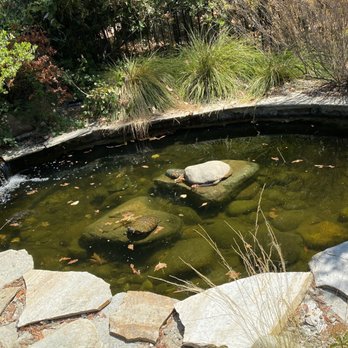 Turtle Bay Exploration Park - Two small turtles in the back in a small pond - Museums Near Me - Redding, California Turtle Bay Exploration Park - Two small turtles in the back in a small pond - Museums Near Me - Redding, California