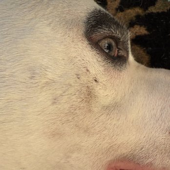 Camp Bow Wow - Bite marks way too close to his eye. - Pet Training Near Me - Monument, Colorado