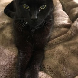 Bubba cat at 21 1/2 years old. Bubba cat at 21 1/2 years old.